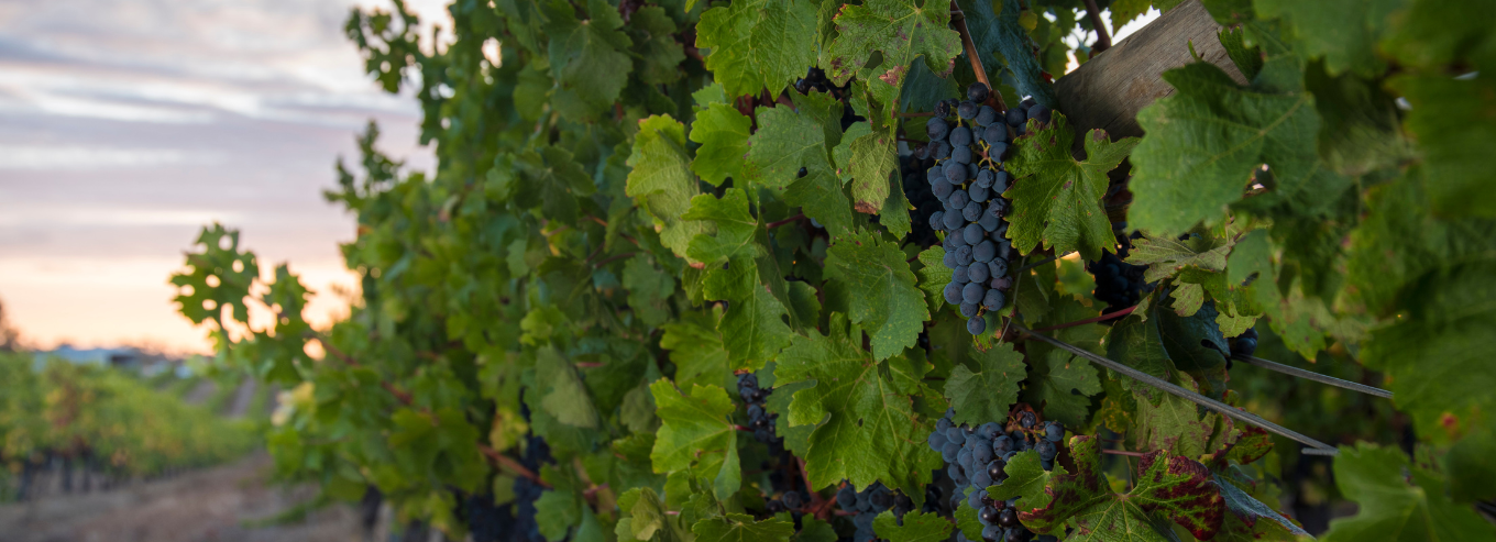 Peccavi grapes vines